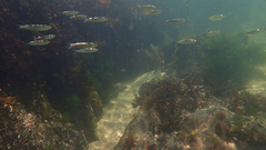 Aldrichetta forsteri