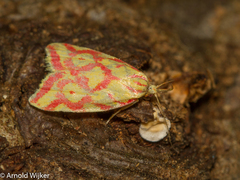 Hypercallia citrinalis