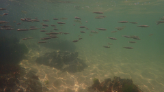 Aldrichetta forsteri