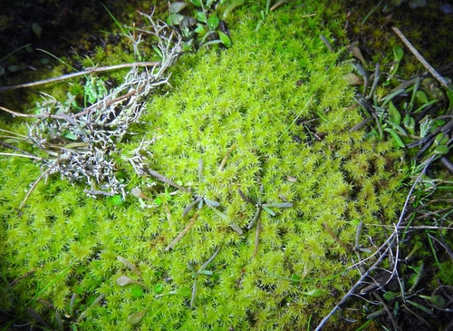 Pale Claytonia seedling
