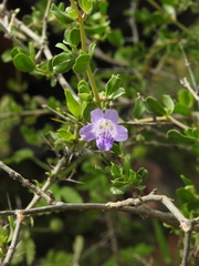 Dyschoriste madurensis