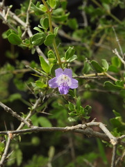 Dyschoriste madurensis