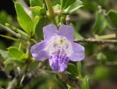 Dyschoriste madurensis