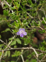 Dyschoriste madurensis