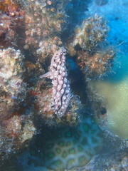 Phyllidiopsis