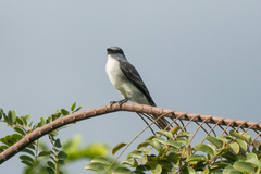 Tyrannus dominicensis