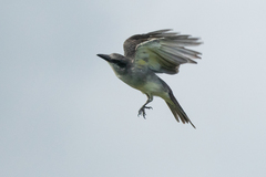 Tyrannus dominicensis