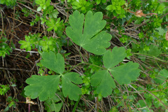 Aquilegia nigricans