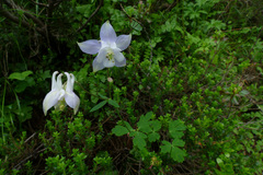 Aquilegia nigricans