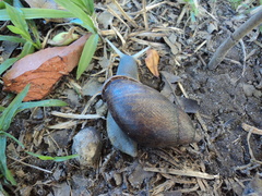 Mirinaba cadeadensis