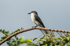 Tyrannus dominicensis