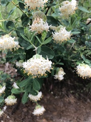 Pimelea ligustrina ciliata