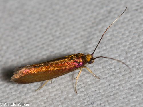Roeslerstammia erxlebella