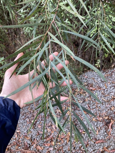Image of Acacia courtii by (c) Thomas Mesaglio, some rights reserved (CC BY)