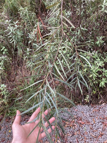 Image of Acacia courtii by (c) Thomas Mesaglio, some rights reserved (CC BY)