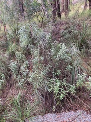 Acacia courtii