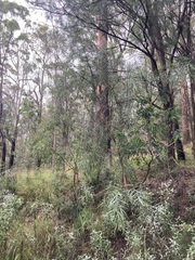 Acacia courtii