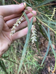 Acacia courtii