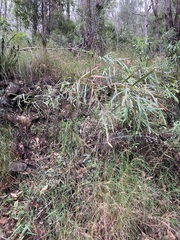 Acacia courtii