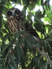 Ninox boobook boobook