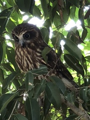 Ninox boobook boobook