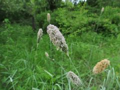 Alopecurus arundinaceus