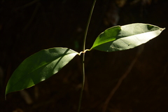 Sarcandra glabra