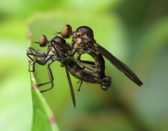 Homalocnemis