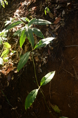 Sarcandra glabra