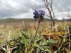 Corydalis pauciflora