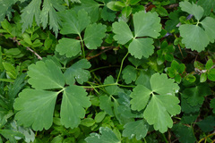 Aquilegia nigricans