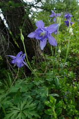 Aquilegia nigricans