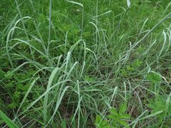 Alopecurus arundinaceus