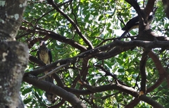 Clamator levaillantii