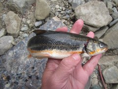 Pseudaspius brandtii