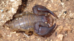 Euscorpius sicanus