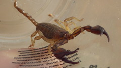 Euscorpius sicanus