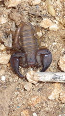 Euscorpius sicanus