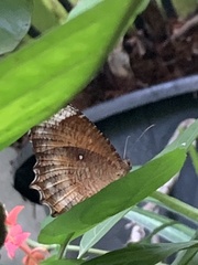 Elymnias hypermnestra