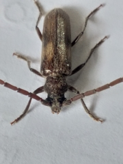 Crinarnoldius maculatus