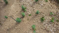 Euphorbia dendroides