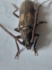 Crinarnoldius maculatus