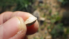 Sphincterochila candidissima