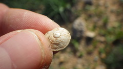 Sphincterochila candidissima