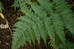 Dryopteris paleolata