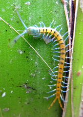 Scolopendra subspinipes