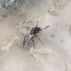 Bibio femoratus