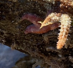 Allostichaster polyplax