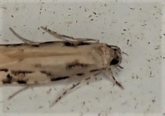 Crypsitricha agriopa