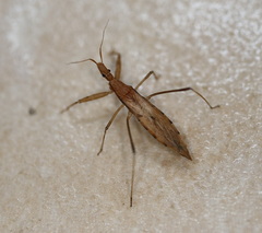 Sastrapada australica